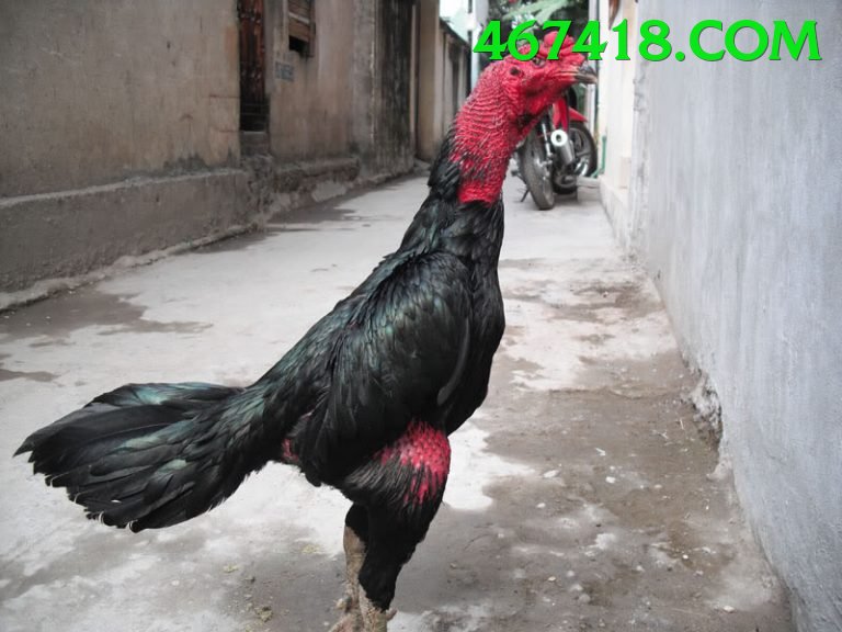 Đá Gà Trực Tiếp - 181bet