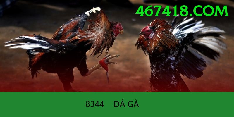 Đá Gà Trực Tiếp - Trải nghiệm tuyệt vời